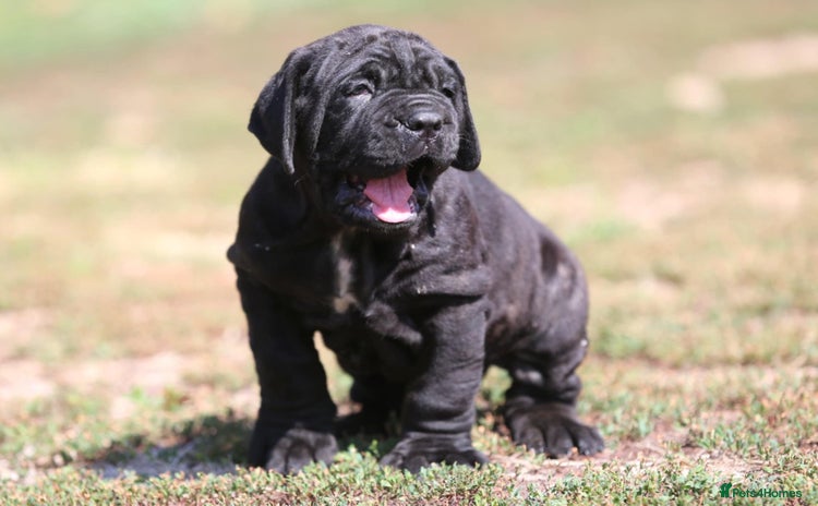 Neapolitan Mastiff dogs - Advert 1