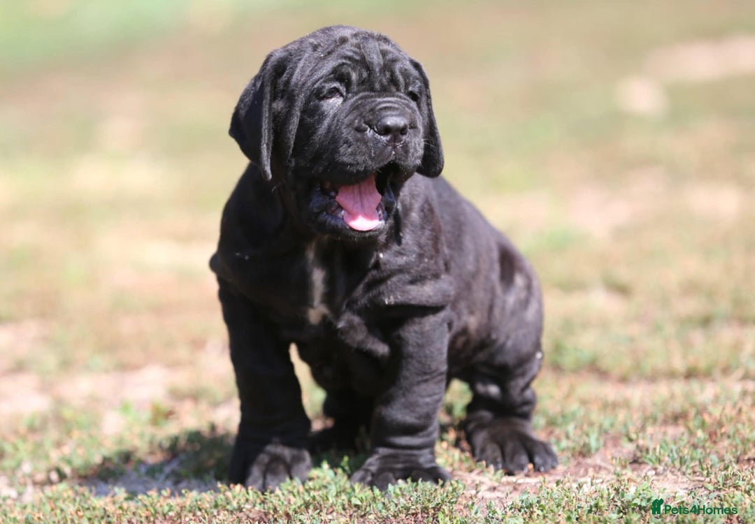 Neapolitan Mastiff dogs for sale: Import Neopolitan mastiff  - Image 1
