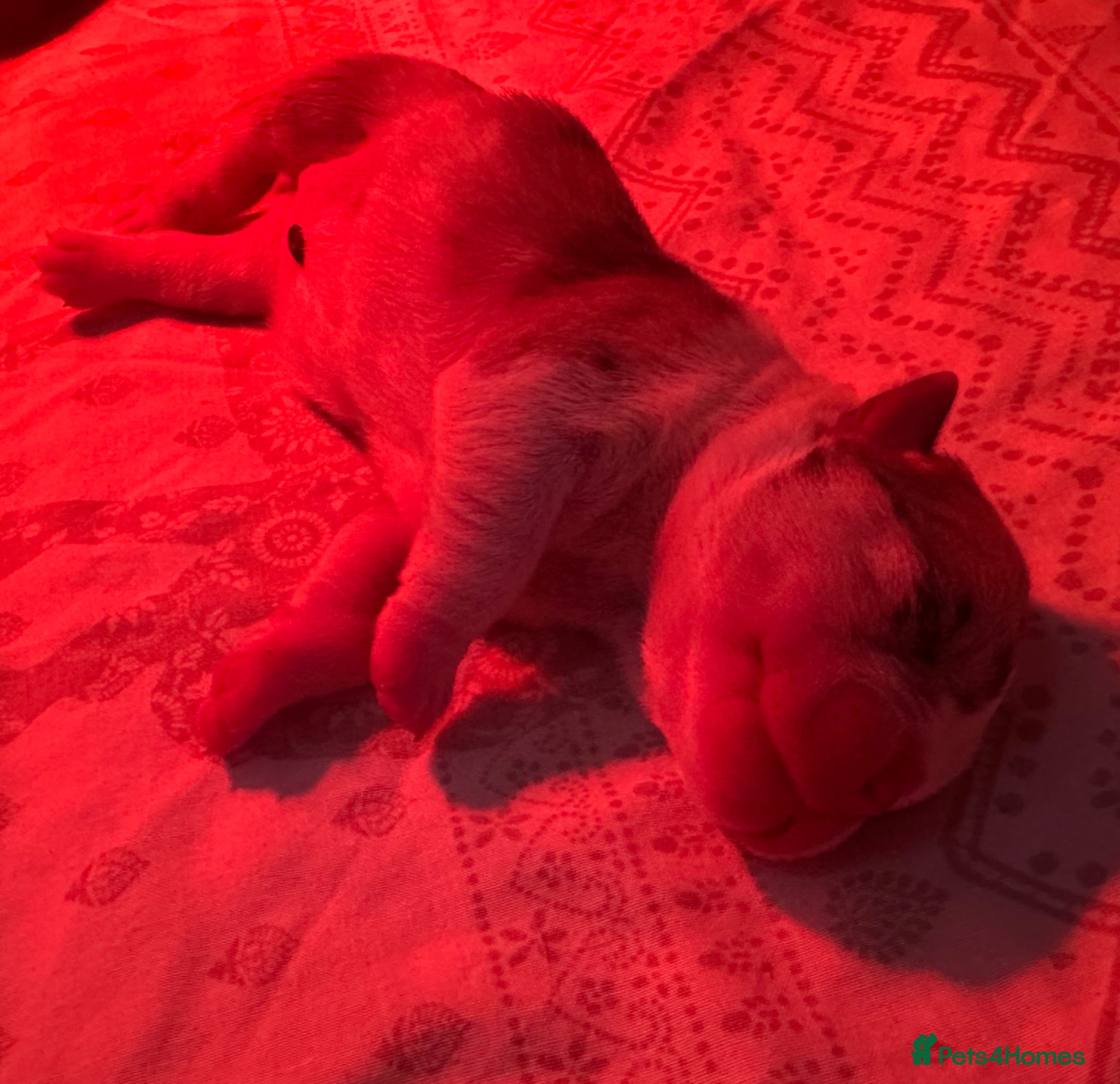English Bulldog dogs for sale: 🐾 EXCEPTIONAL OLDE ENGLISH BULLDOG PUPPIES 🐾 - Advert 34