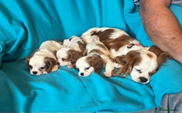 Cavalier King Charles Spaniel dogs for sale: Kc register King Charles puppies. - Image 10