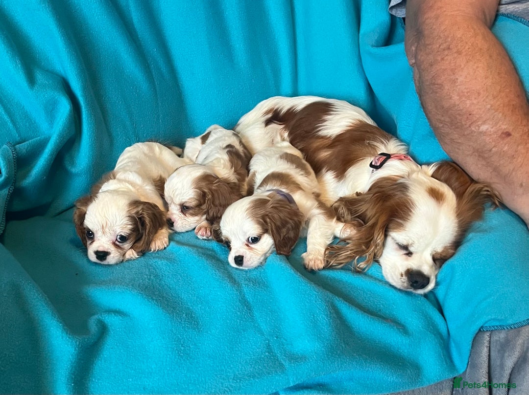 Cavalier King Charles Spaniel dogs for sale: Kc register King Charles puppies. - Image 10
