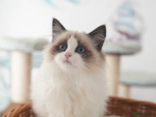 Ragdoll cats TICA register seal bicolor girl (sold) - Advert 5