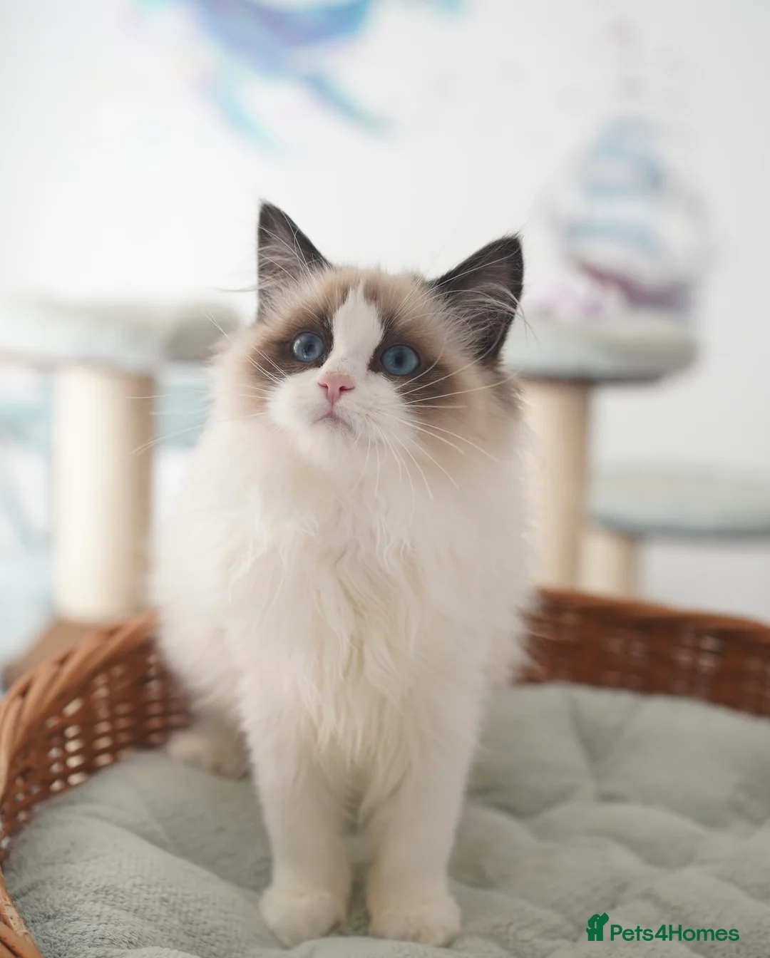 Ragdoll cats for sale: TICA register seal bicolor girl (sold) - Advert 1