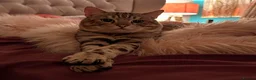 Bengal cats for sale: Two Bengal brothers  - Advert 2