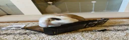 Mini Lop rabbits for sale: Spayed mini lop looking for forever home - Advert 3