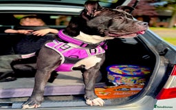 Mixed Breed dogs for sale: Poppy - Image 1
