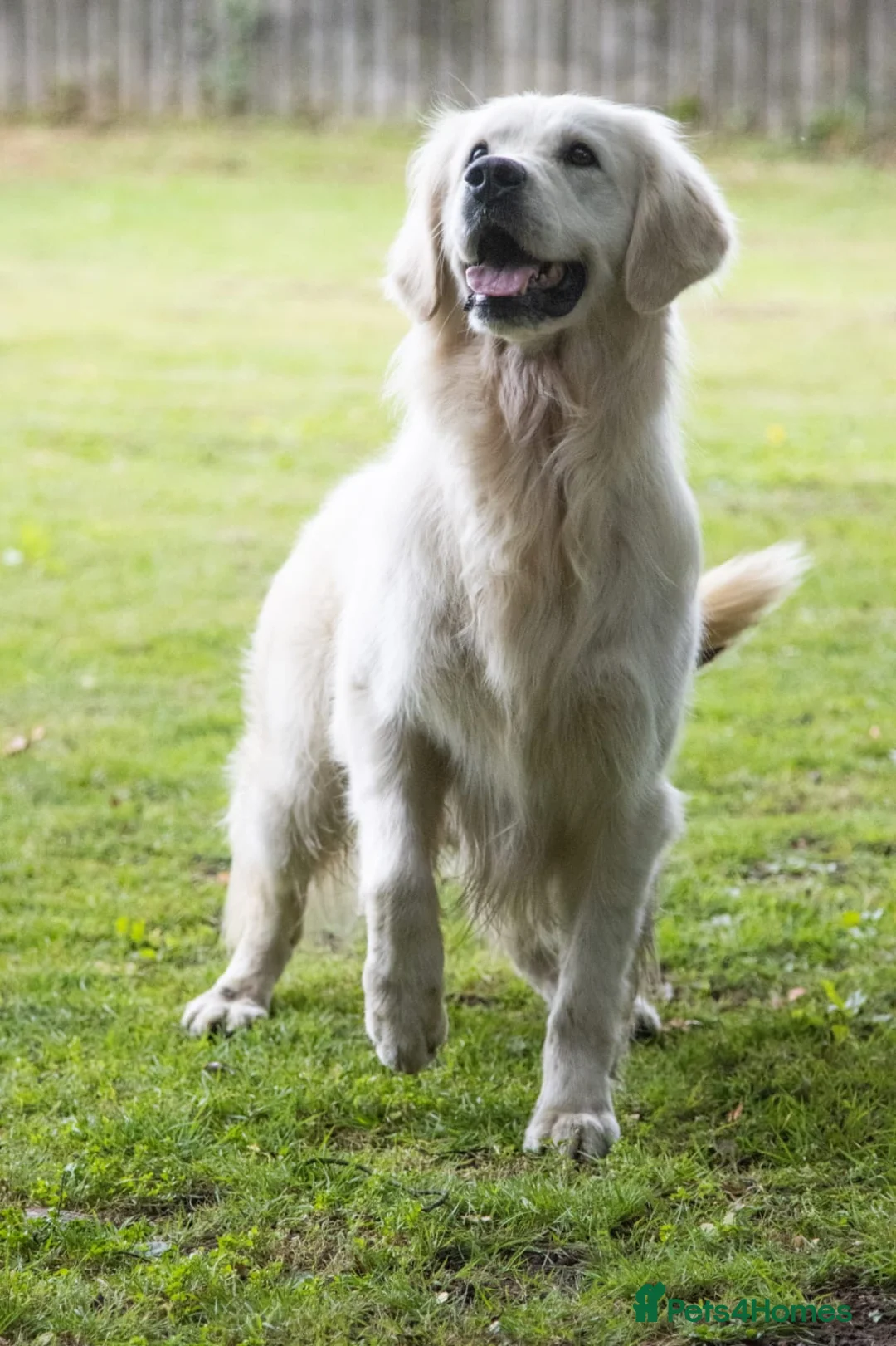 Golden Retriever dogs for stud: THE ULTIMATE WHITE STUD DOG in Doncaster - Advert 3