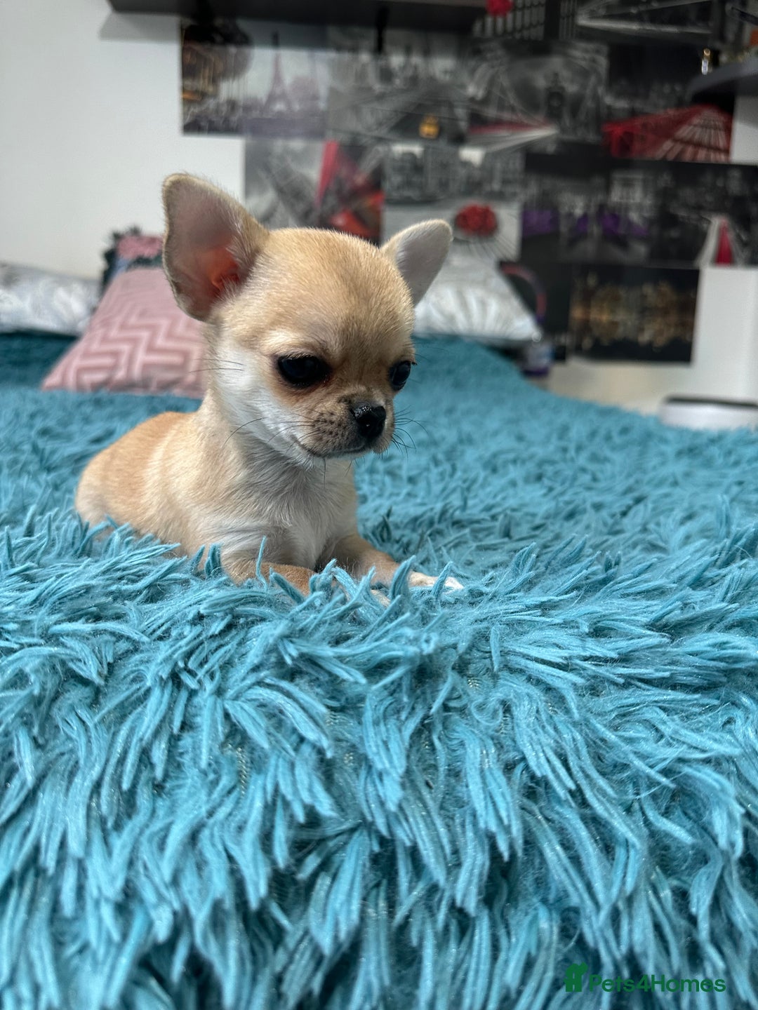 Chihuahua dogs for sale: Beautiful Chihuahua puppies. Two girls left  - Advert 25
