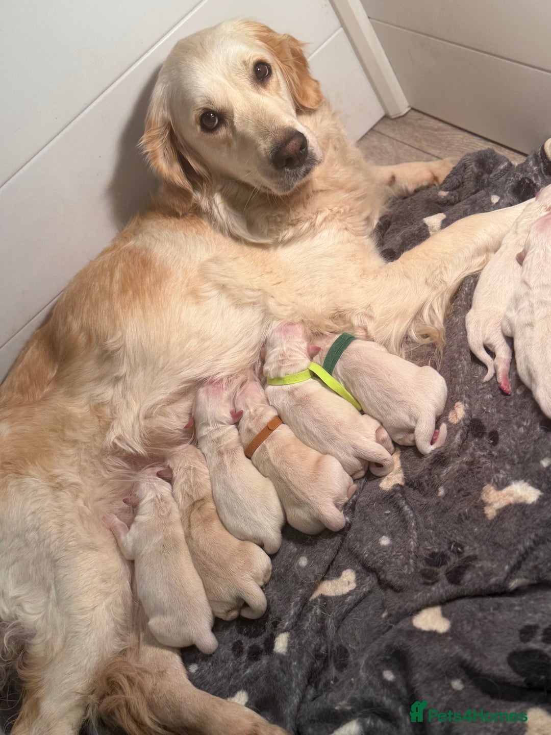 Golden Retriever dogs for sale: KC WHITE RETRIEVERS FULLY HEALTH TESTED  - Advert 4