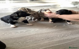 Border Collie dogs for sale: Border collie puppies  - Image 1