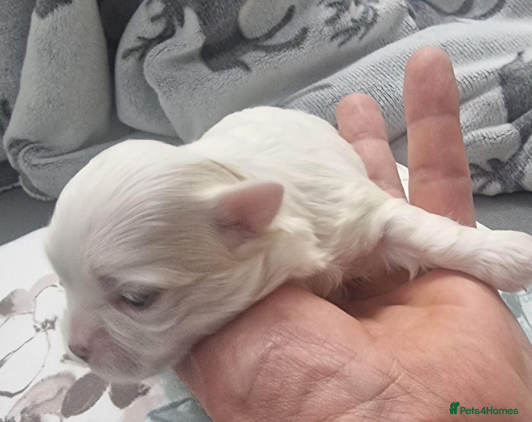 Maltese dogs for sale: Maltesse puppy  - Advert 5