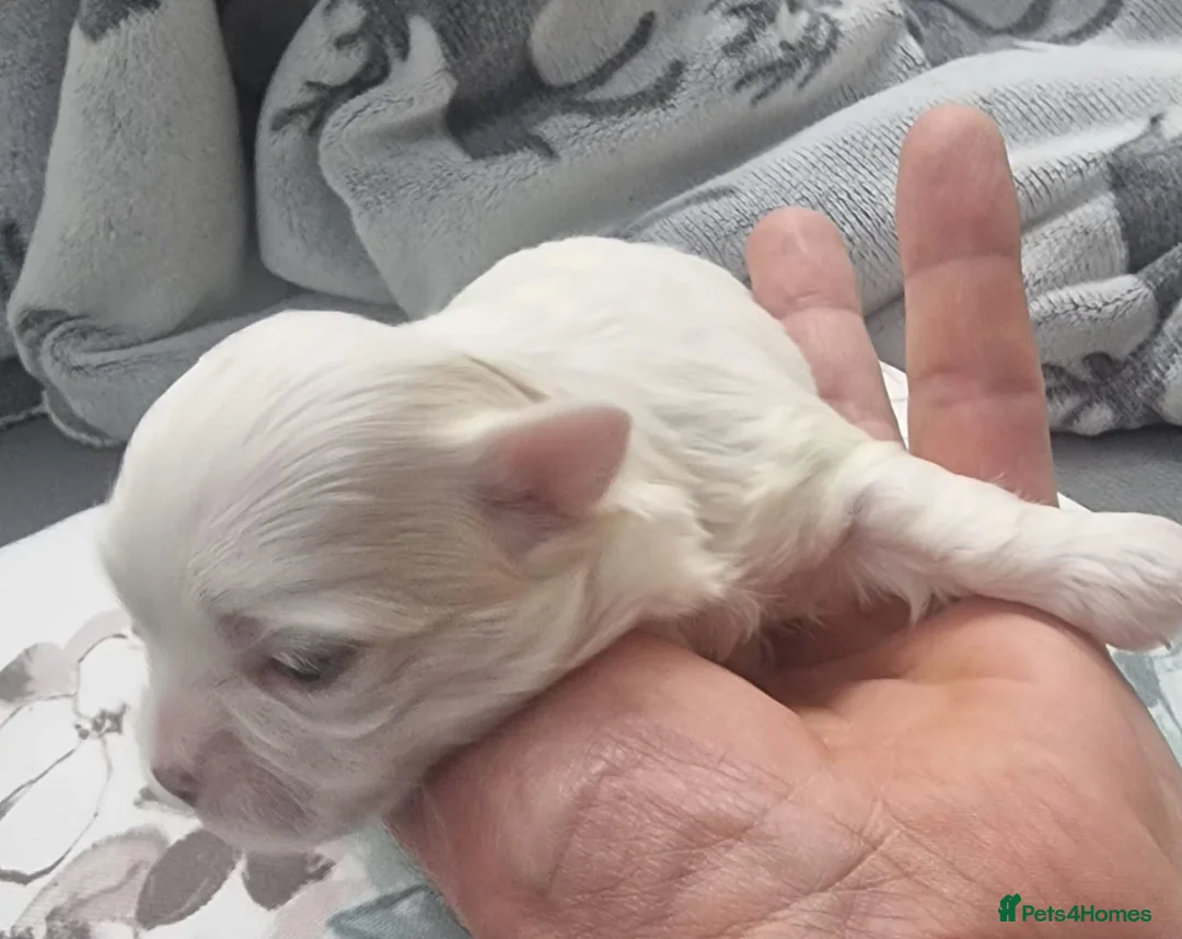 Maltese dogs for sale: Maltesse puppy  - Advert 8