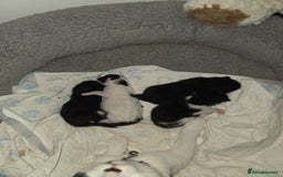 British Shorthair cats for sale: 3 kittens  - Image 2