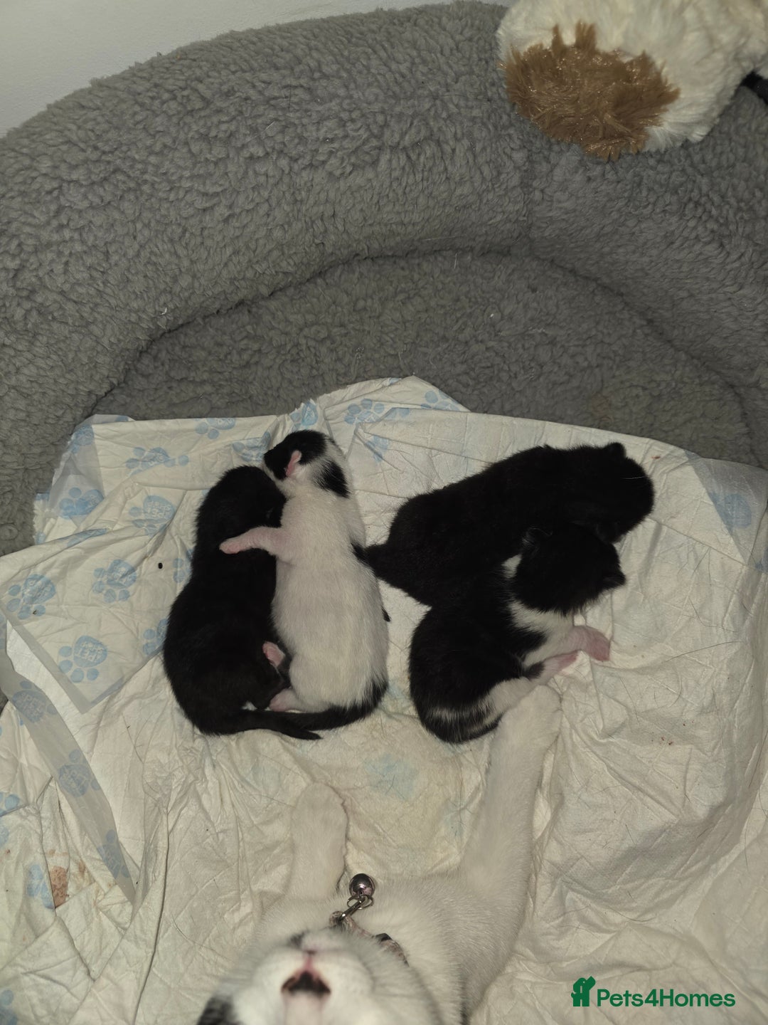 British Shorthair cats for sale: 3 kittens  - Image 2