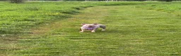 French Bulldog dogs for sale: Female French bulldog - 3year old  in Peterborough - Advert 4