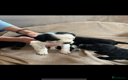 Cocker Spaniel dogs for sale: Cocker spaniel puppies for sale 🤩🐶 - Image 12