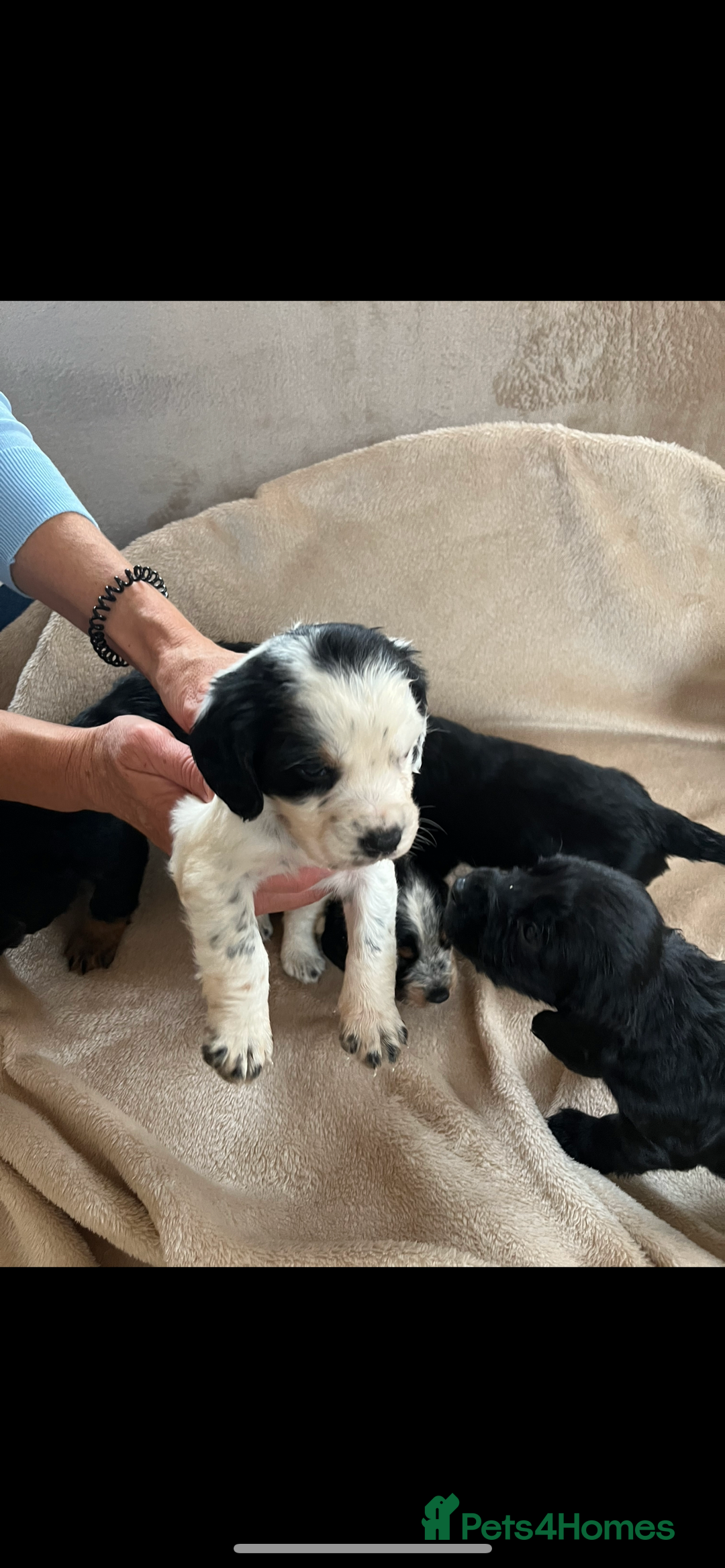 Cocker Spaniel dogs for sale: Cocker spaniel puppies for sale 🤩🐶 - Image 12