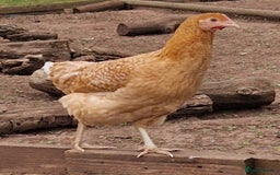 Chickens poultry for sale: Hybrid Hens for Sale - Image 7