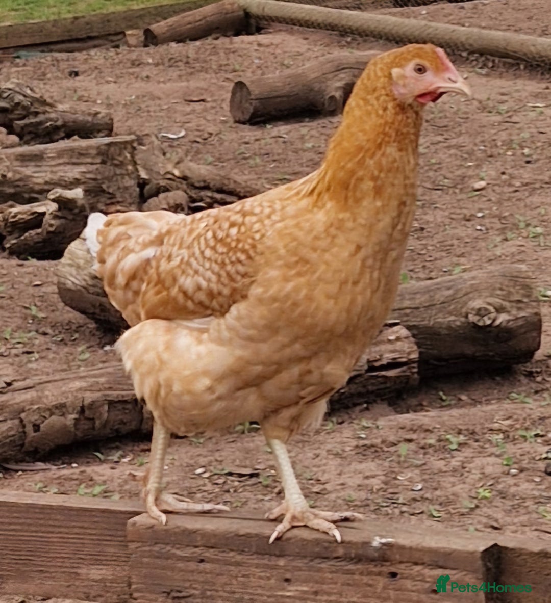 Chickens poultry for sale: Hybrid Hens for Sale - Image 7