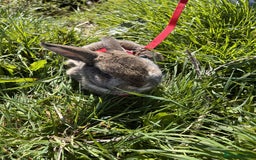 Netherland Dwarf rabbits for sale: male brown bunny - Image 3