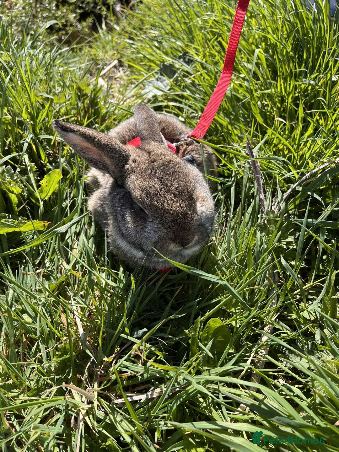 Netherland Dwarf rabbits for sale: male brown bunny - Image 3