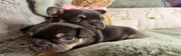 French Bulldog dogs for sale: French Bulldog puppies  - Advert 29