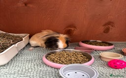 Guinea Pig rodents for sale: 2 guinea pigs to rehome - Image 2