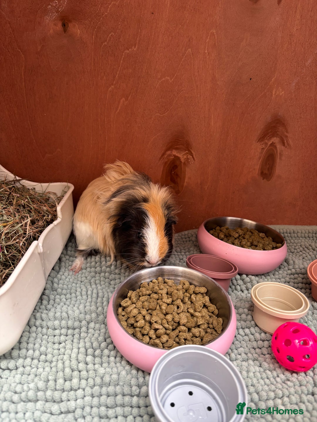 Guinea Pig rodents for sale: 2 guinea pigs to rehome - Image 2