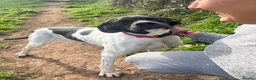 Pointer dogs for adoption: Pointer, Duke  - Advert 5