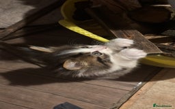 Maine Coon cats for sale: Angora x main coon kittens - Image 3