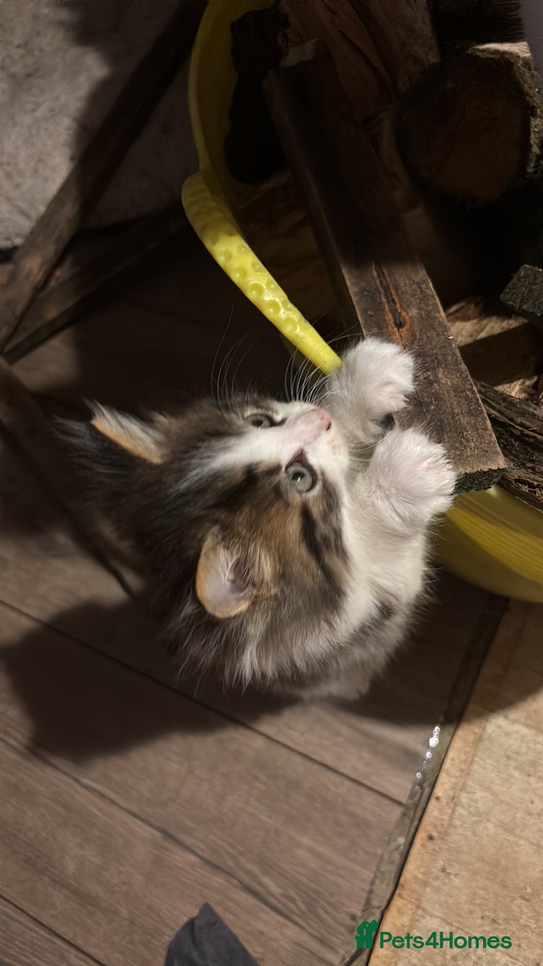 Maine Coon cats for sale: Angora x main coon kittens - Image 3