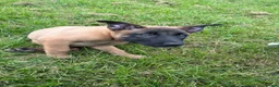 Belgian Shepherd Dog dogs for sale: *****Professionally Trained Boy & Girl Pups***** in Sutton Coldfield - Advert 13