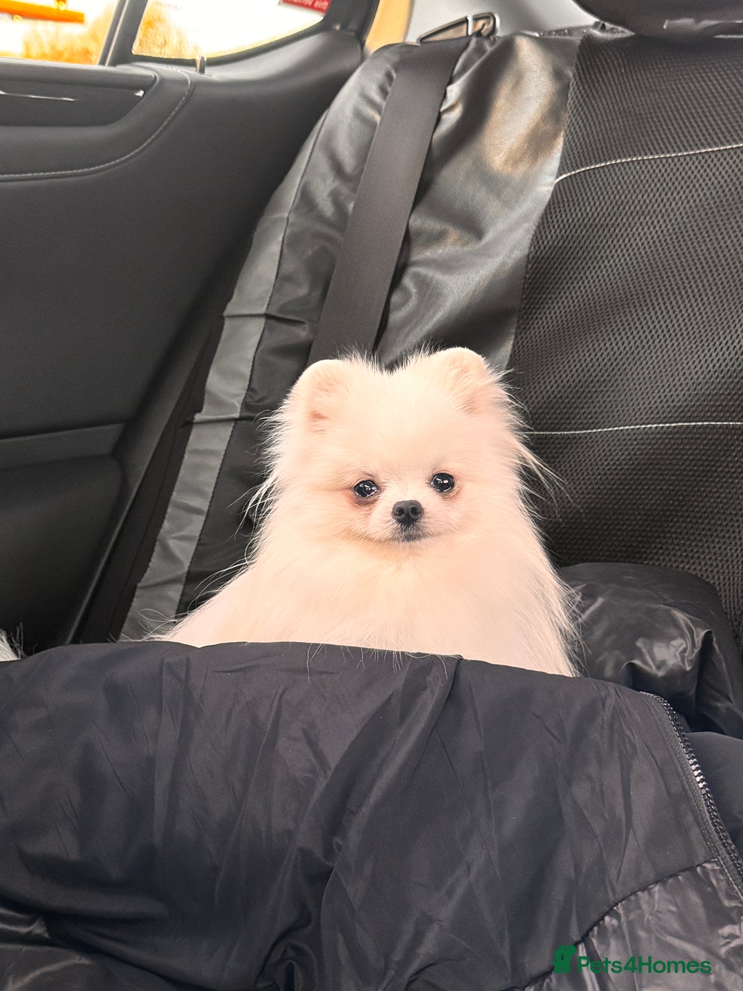 Pomeranian dogs for sale: Adorable white his name Biscuit  - Advert 3