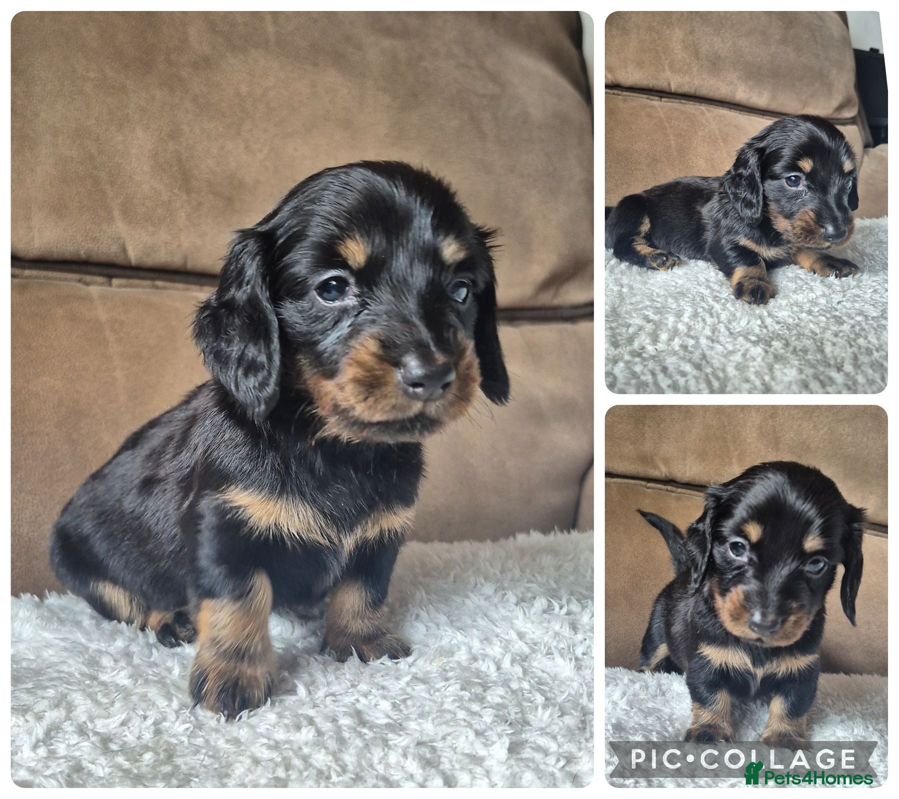 Miniature Dachshund dogs LONG HAIR PRA CLEAR MINIATURE DACHSHUND GIRL - Advert 9