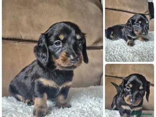 Miniature Dachshund dogs LONG HAIR PRA CLEAR MINIATURE DACHSHUND GIRL - Advert 9