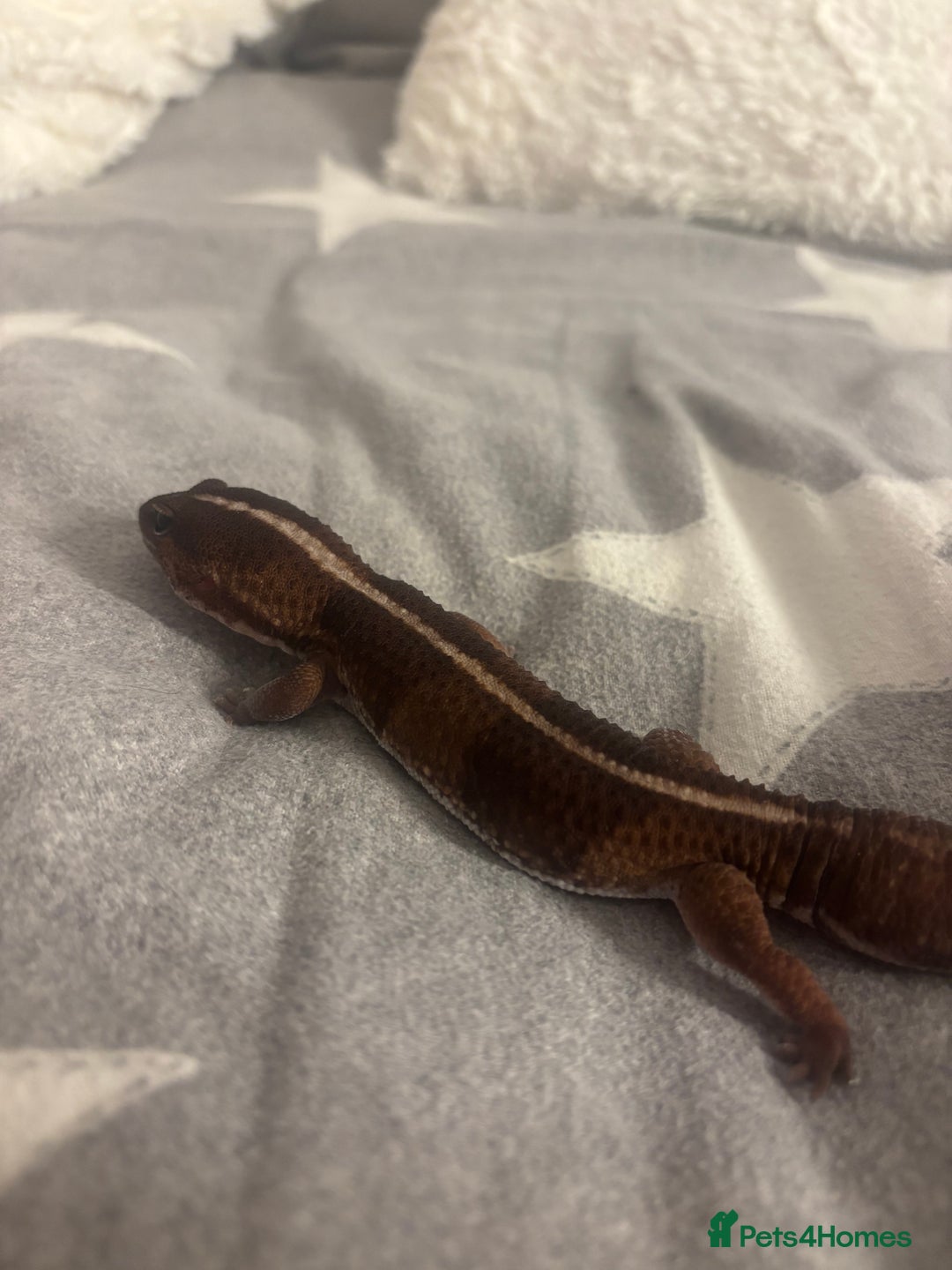 Gecko reptiles for sale: Fat Tailed Gecko for sale! (Enclosure included) - Advert 5