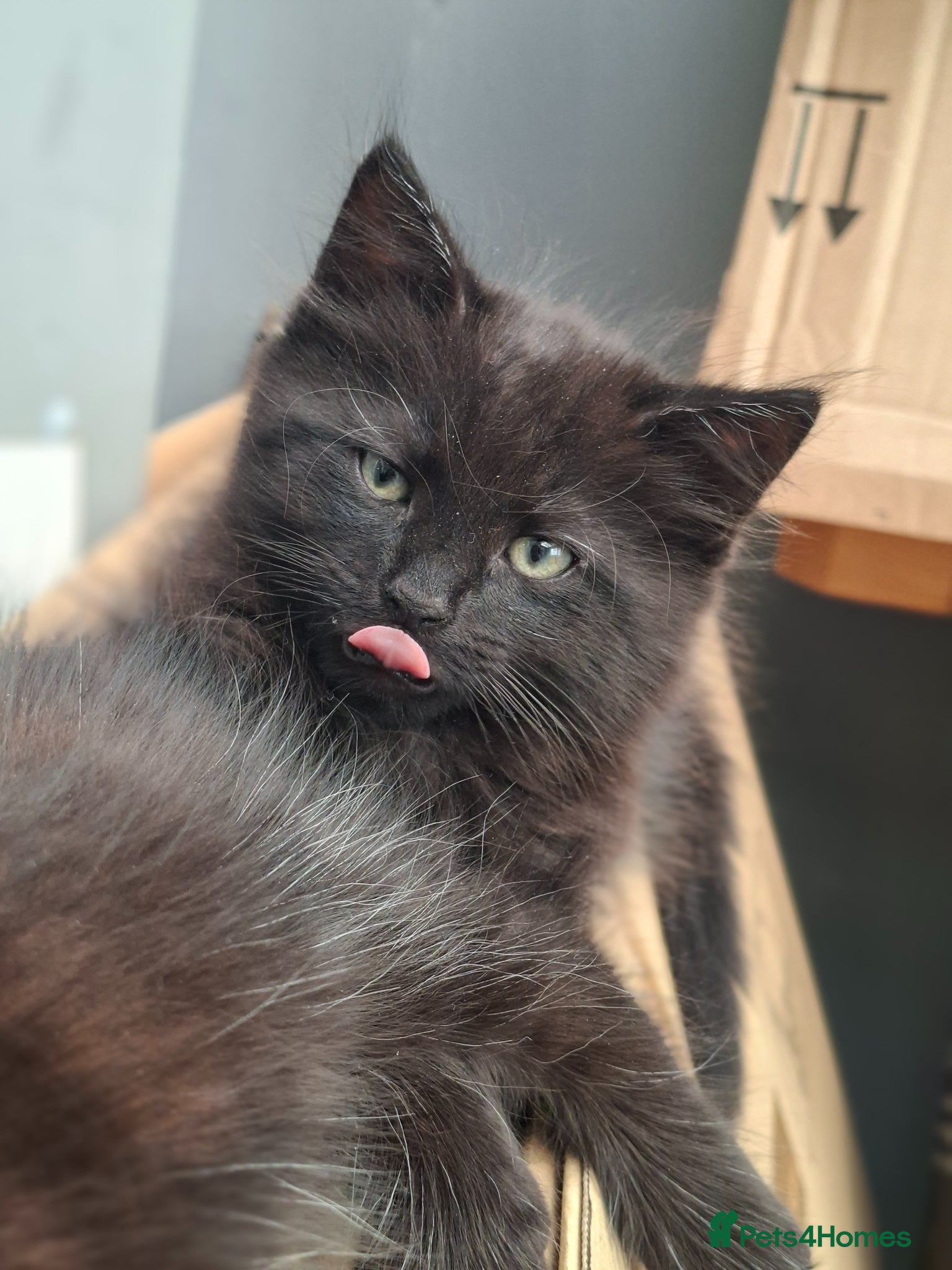 British Longhair cats Open to Offers - Cute fluffy black/ brown kittens  - Advert 4