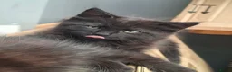 British Longhair cats for sale: Cute fluffy black/ brown kittens  - Advert 4