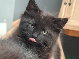 British Longhair cats Open to Offers - Cute fluffy black/ brown kittens - Advert 18