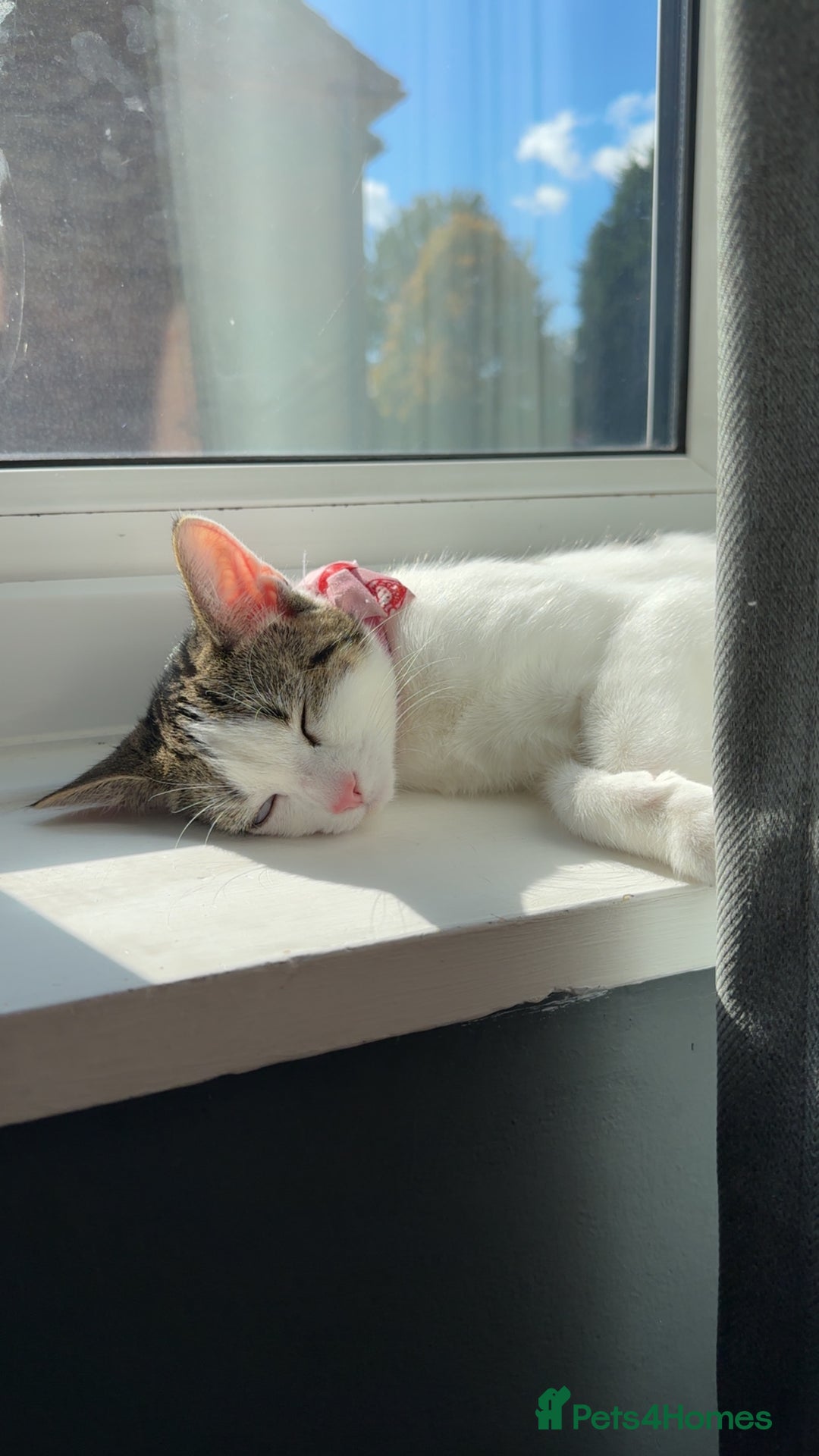 Mixed Breed cats for sale: Mixed tabby - Advert 2