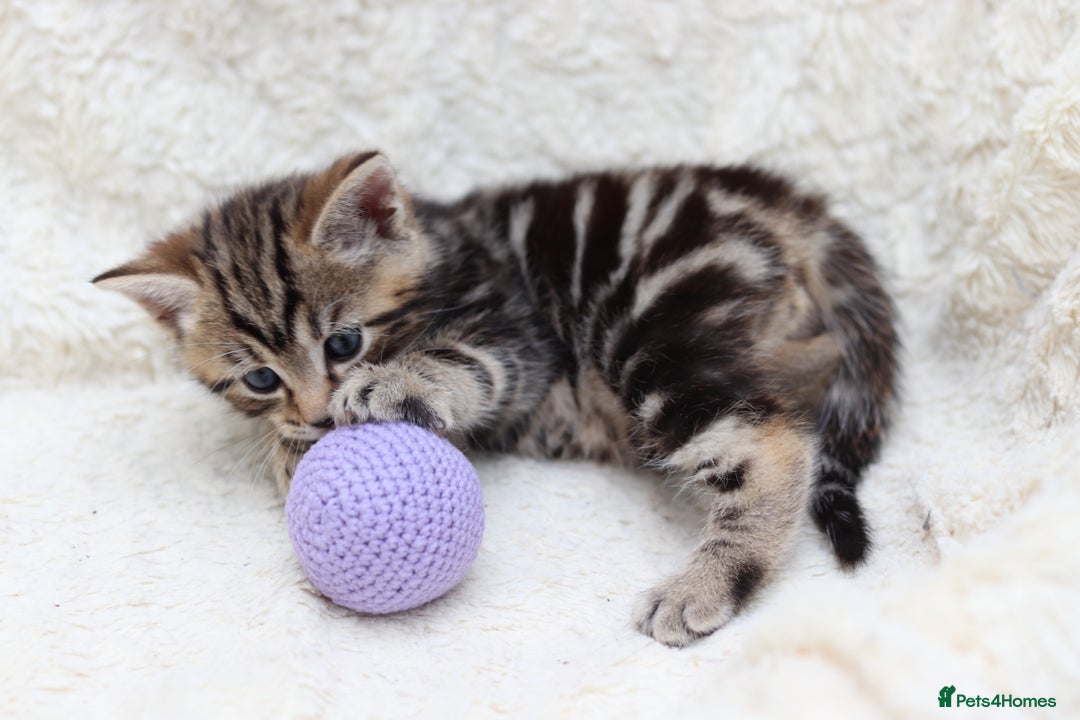 Mixed Breed cats for sale: Adorable Kittens Ready SOON - Image 9