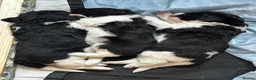 Mixed Breed dogs for sale:  bernedoodles - Advert 35