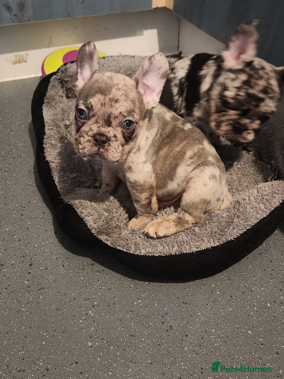 French Bulldog dogs for sale: Beautiful Puppy's For Sale  - Advert 24