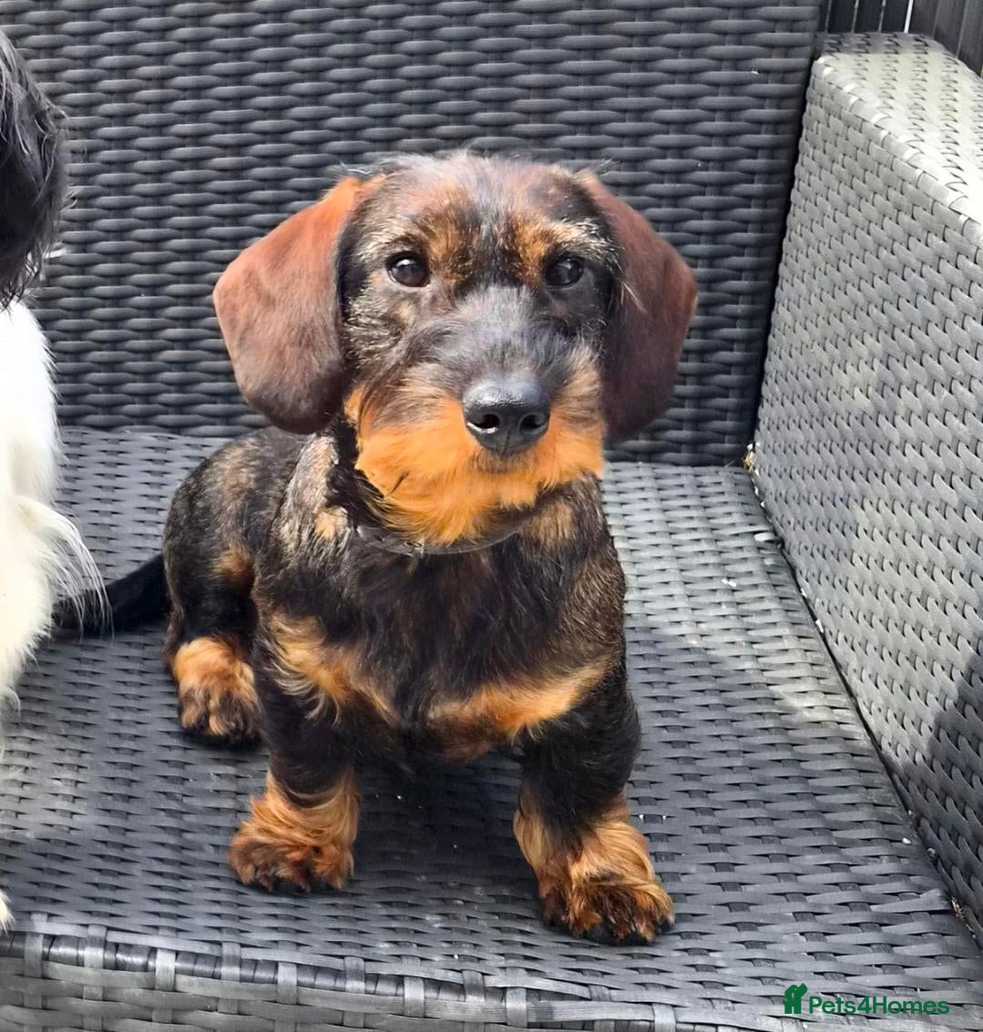 Dachshund dogs 11 month old Standard Wired Dachshund  - Advert 7