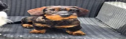 Dachshund dogs for sale: 11 month old Standard Wired Dachshund  - Advert 1