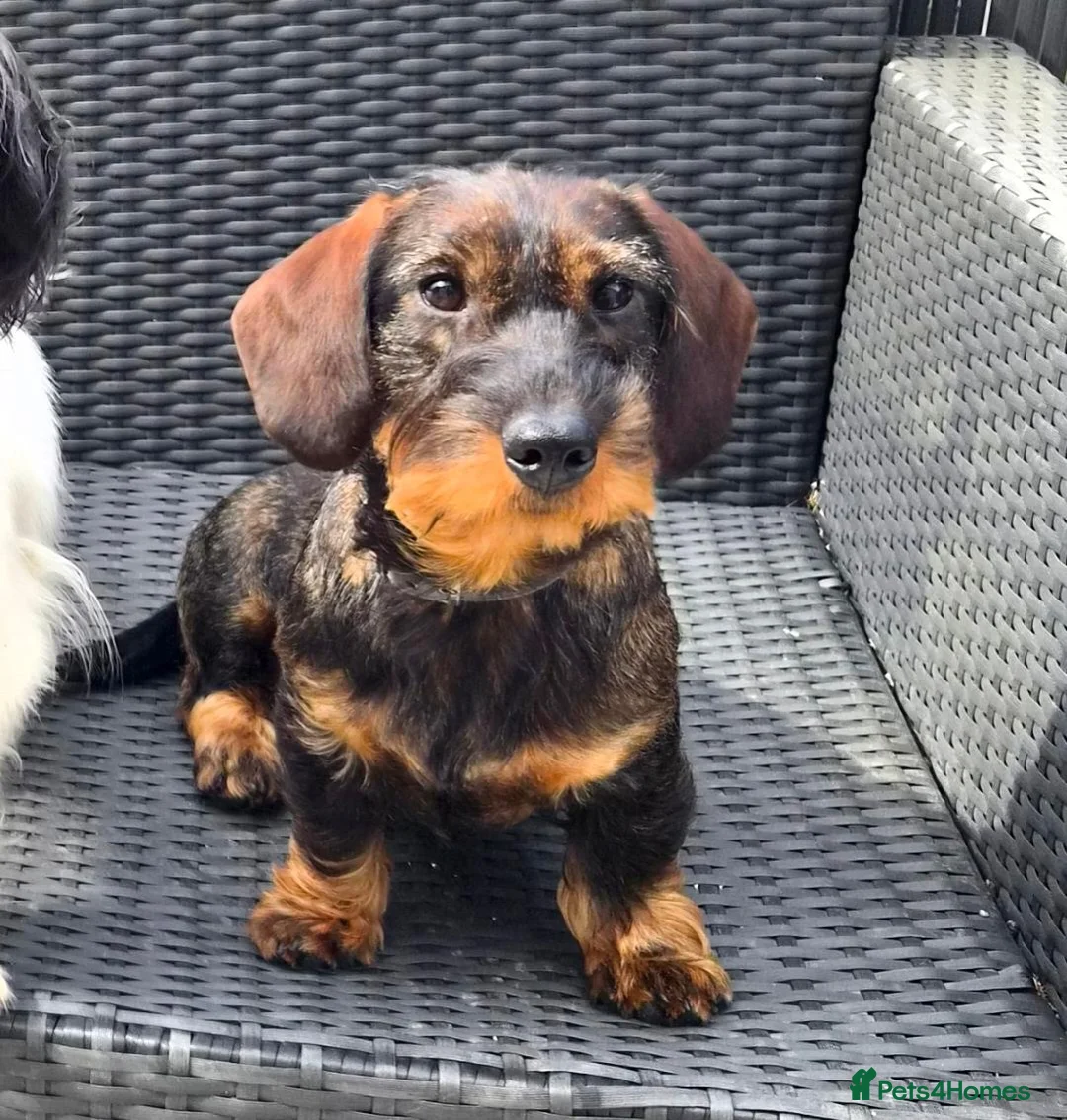 Dachshund dogs for sale: 11 month old Standard Wired Dachshund  - Advert 1