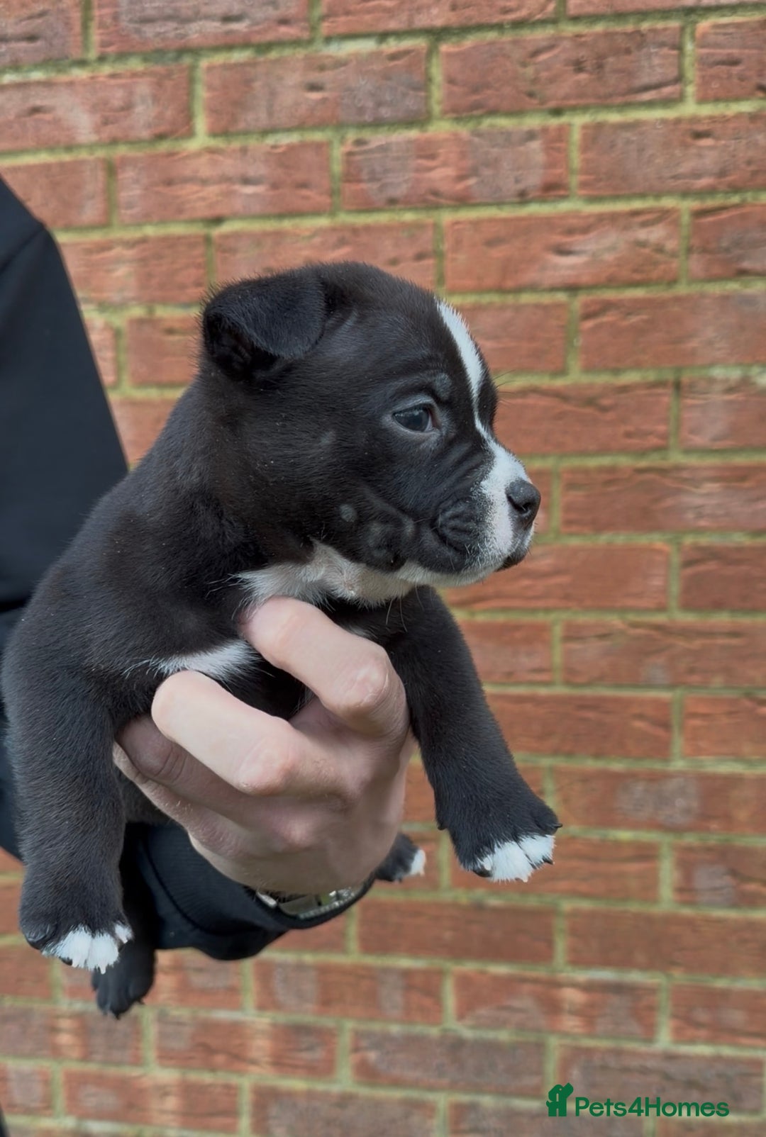 American Bully dogs for sale: American Pocket Bully VERY HIGH QUALITY  - Advert 8