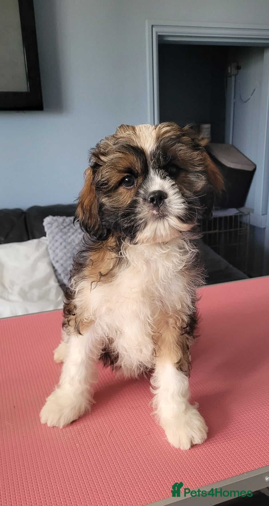 Cava Tzu dogs LAST BOY  READY NOW stunning puppies  - Advert 1