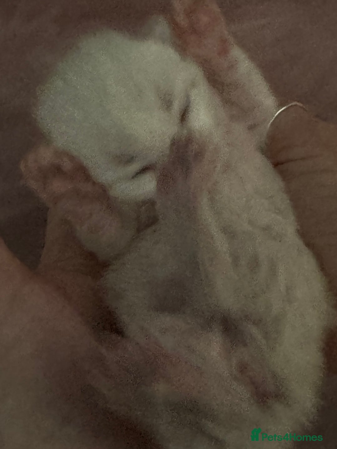 Bengal cats for sale: Beautiful Bengal Kittens - 4 boys, 1 girl - Image 5