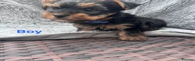 Yorkshire Terrier Puppy 1